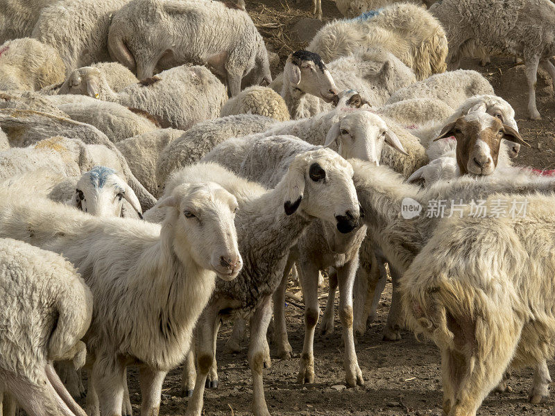 动物:中国黄土高原乡的羊群群