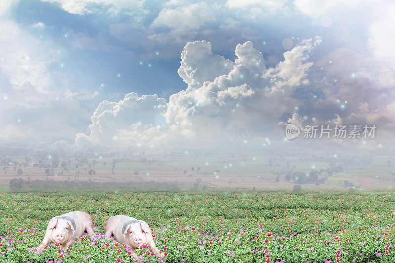 猪在花田和天空的背景