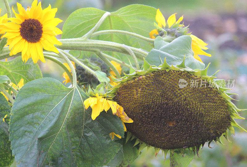 向日葵头状花序的黄色花瓣(向日葵)