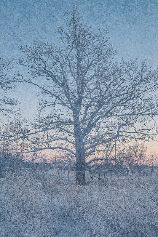 用雪和橡树多次曝光拍摄