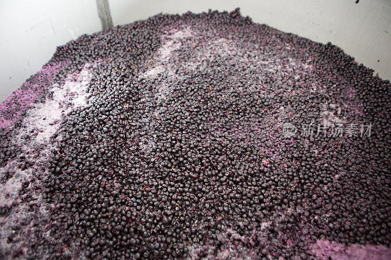 在葡萄酒酿造厂发酵的红葡萄