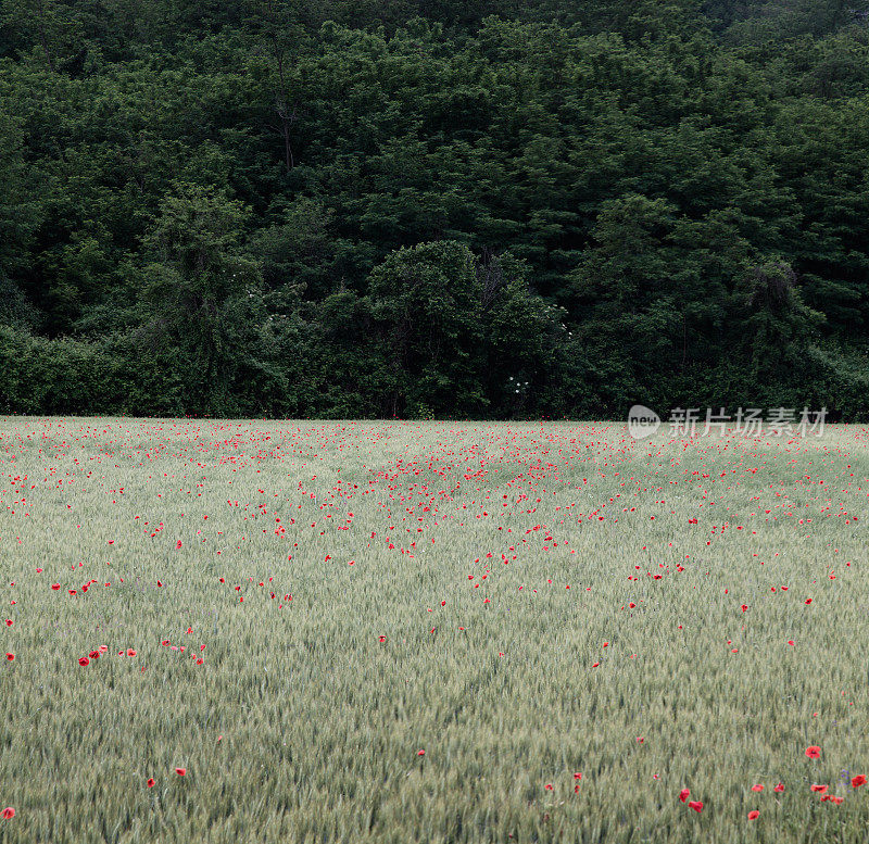 麦田