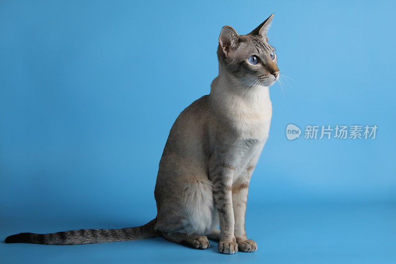 蓝眼睛的暹罗猫坐着