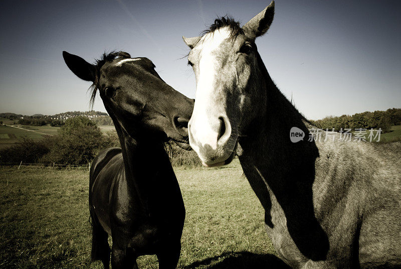 马的吻