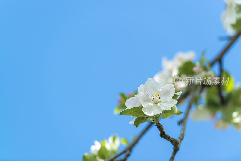 苹果在复制空间中绽放