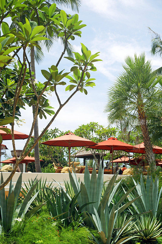 度假胜地的雨伞和棕榈树