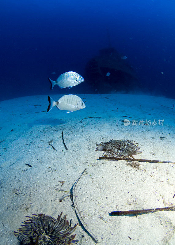 海难，海鲷和海葵