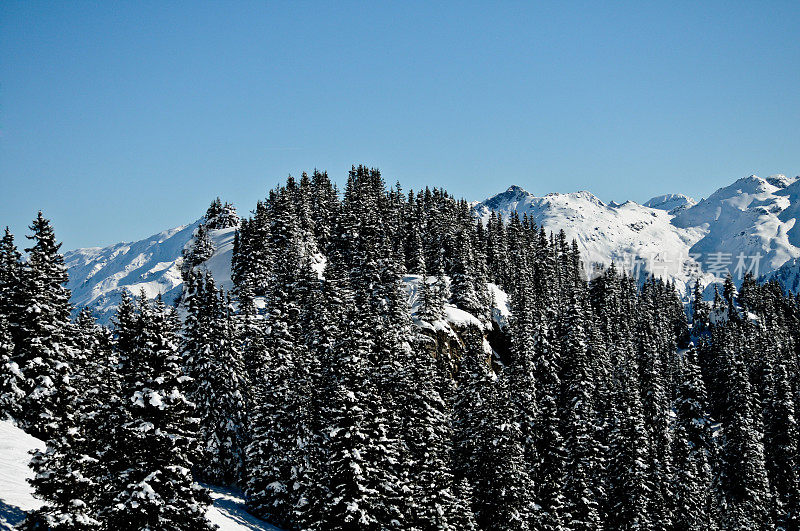 雪杉树