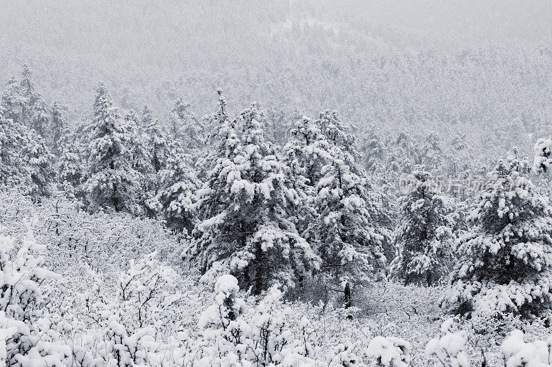 科罗拉多州派克国家森林四月的暴风雪