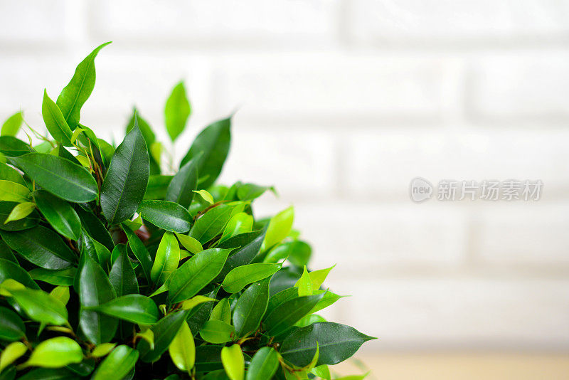 室内植物无花果属便雅悯