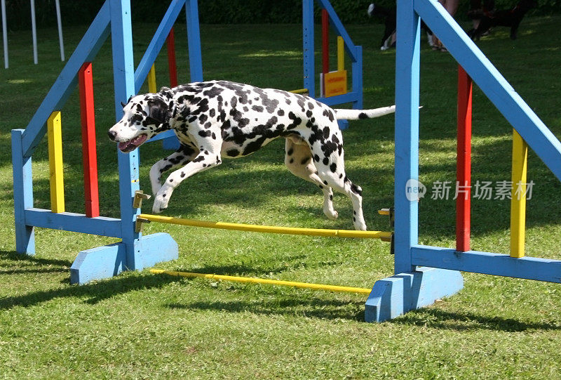 达尔马提亚狗在空中