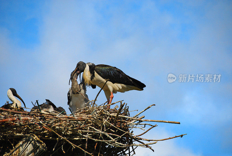 草颈朱鹭在喂养它的幼鸟。