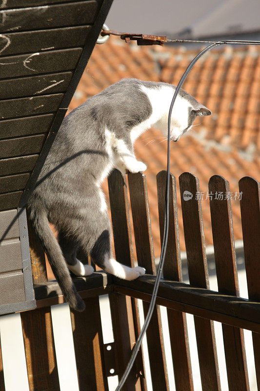 两只猫在阳台上玩耍