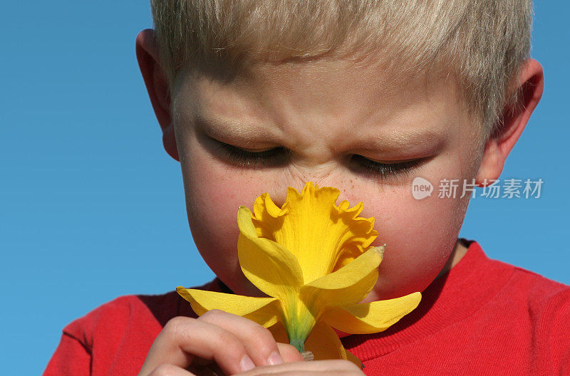 男孩闻水仙花