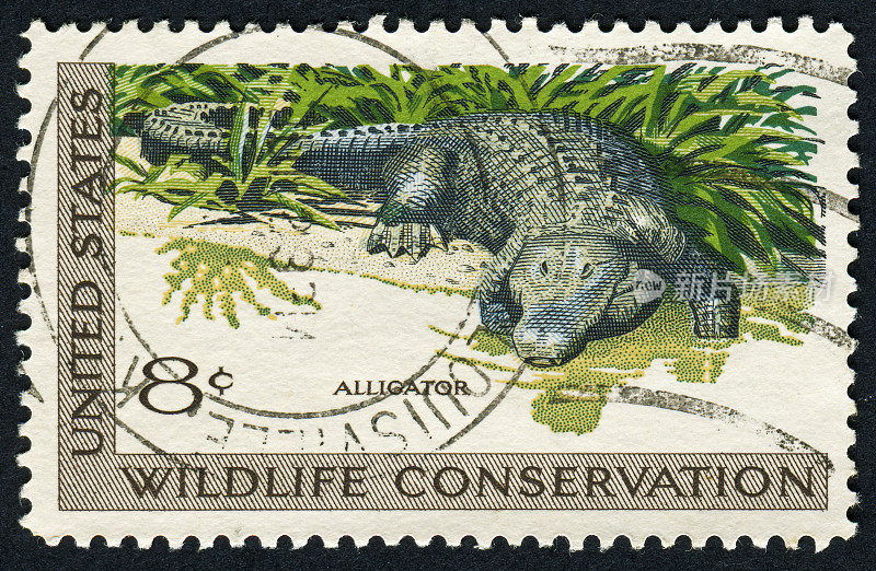 鳄鱼的邮票