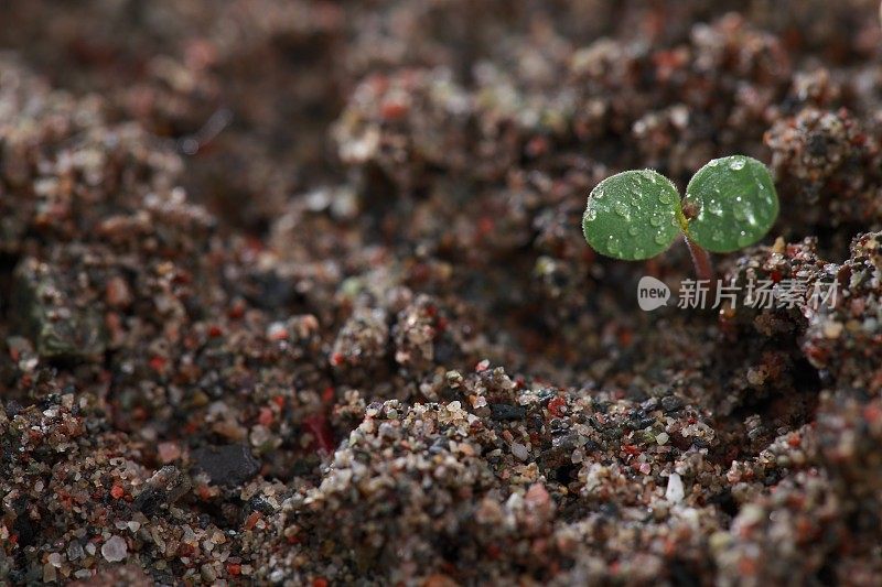 小春芽在土壤中生长