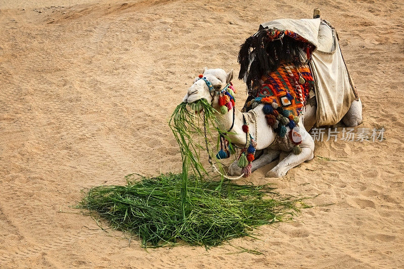 骆驼在沙漠中休息和吃草