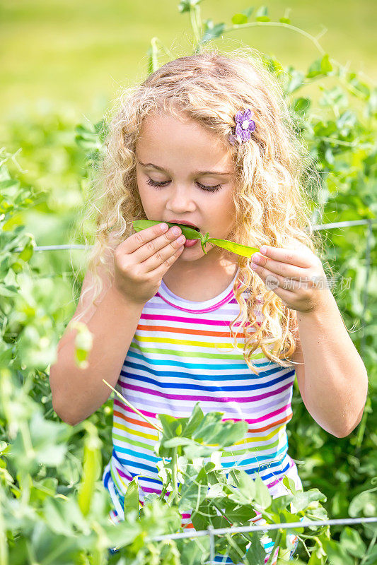 小女孩在花园里吃新鲜采摘的有机豌豆