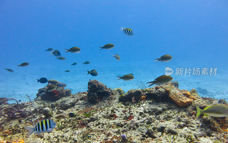 马尔代夫海洋深处美丽的自然和海洋生物