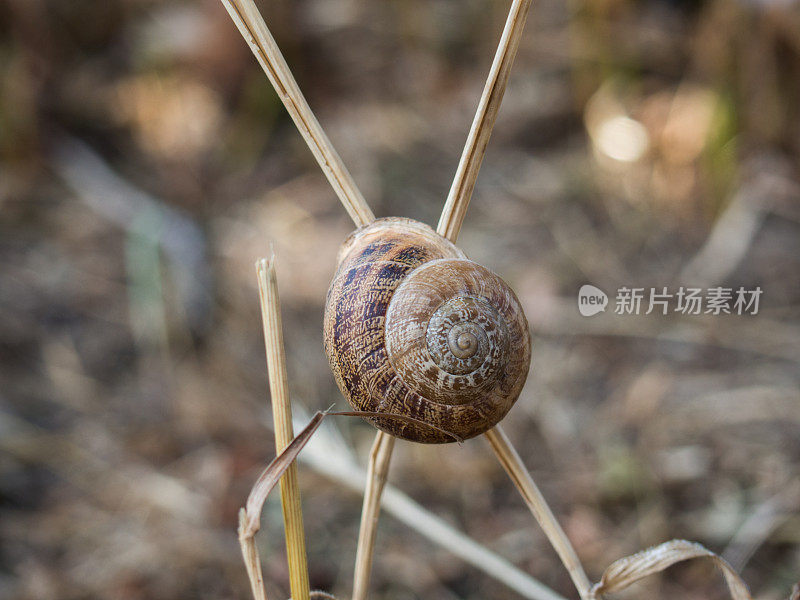 干茎上的蜗牛壳
