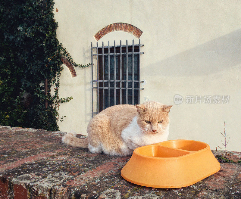 在乡村小屋外，漂亮的猫在外面喂食