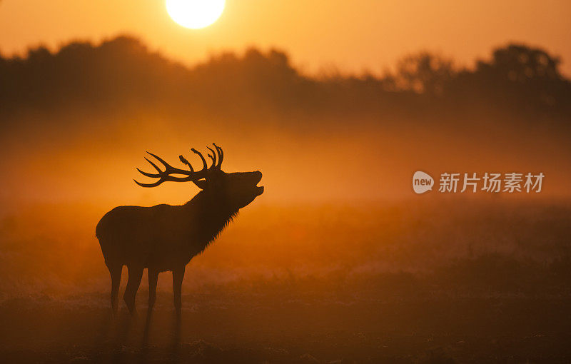 马鹿发情