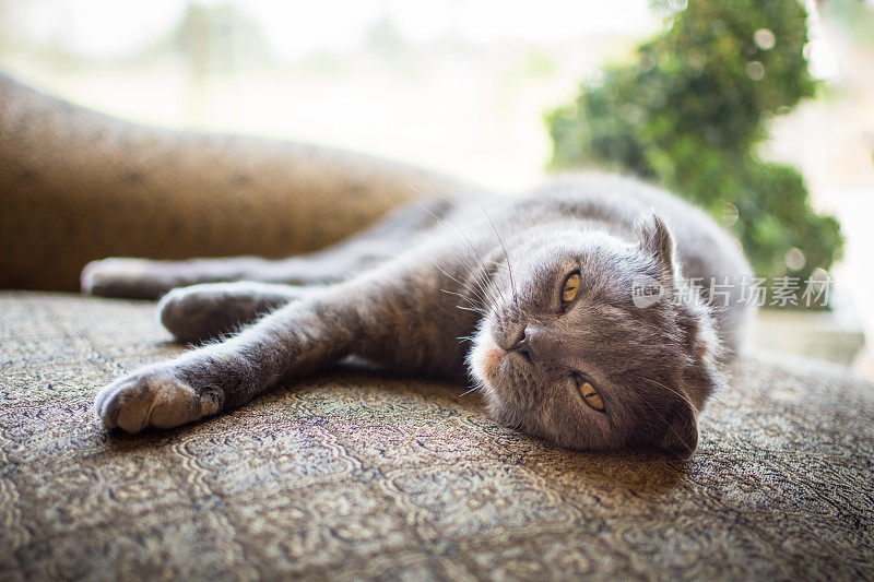 美丽的灰色苏格兰折猫在室内休息