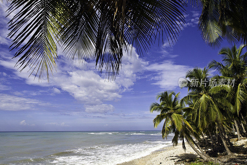 海地，Sud省，海滩上的椰子树，加勒比海。