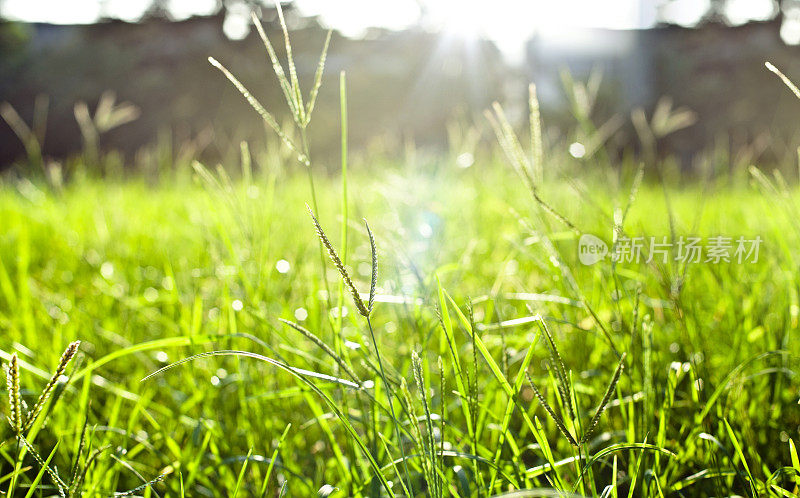 闪耀的梦幻日落