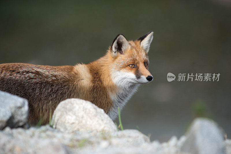 野生红狐，琥珀色，白色和黑色