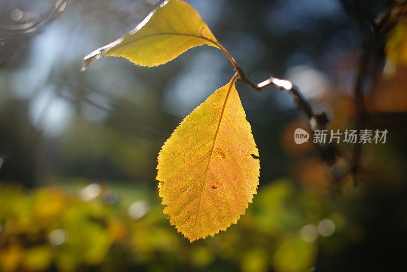 秋叶上的微光模糊了背景