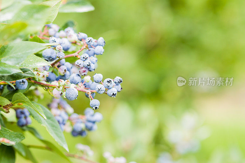 浆果农场里成熟的蓝莓。有选择性的重点