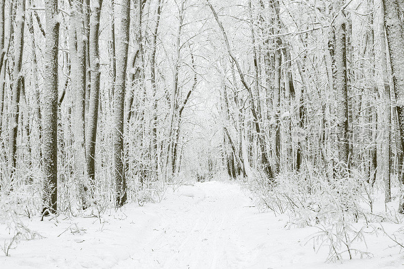 下雪期间的神奇冬季森林。露营。风景如画的大自然。