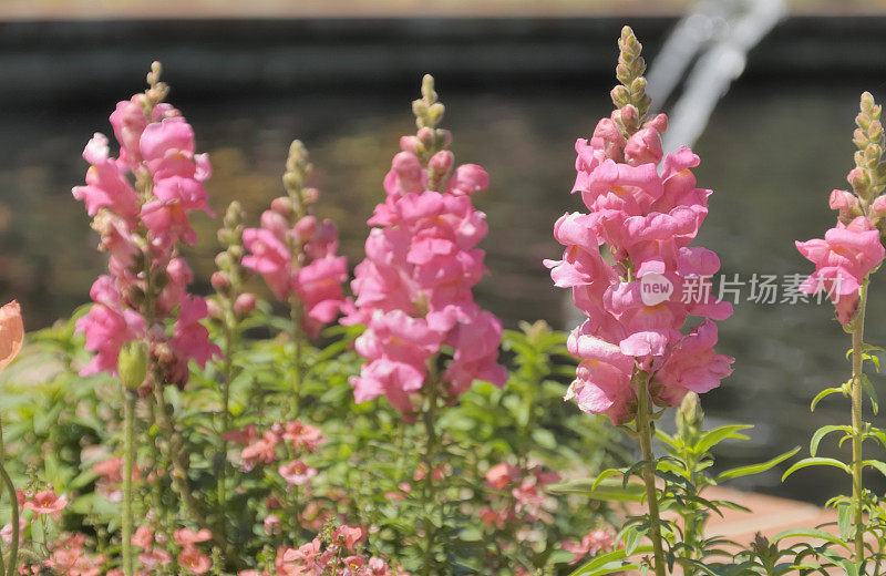 布鲁克格林花园盛开的粉红色金鱼草