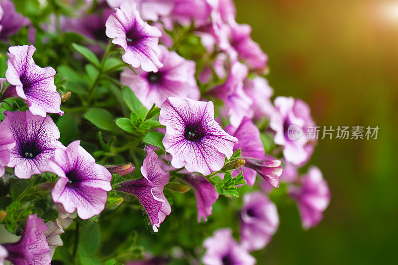 春天，紫色的矮牵牛花在花园里盛开