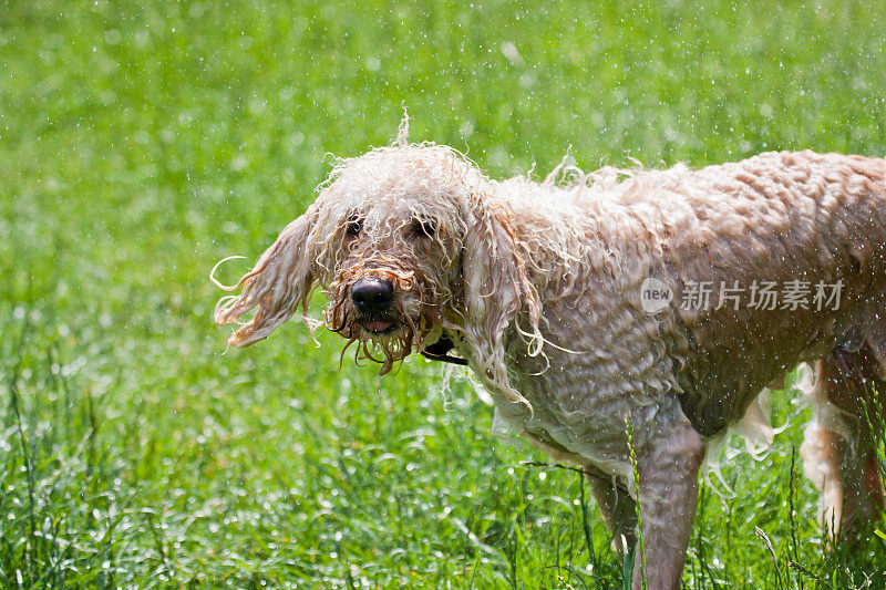 Labradoodle抖干