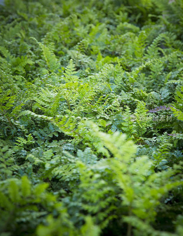 蕨类植物