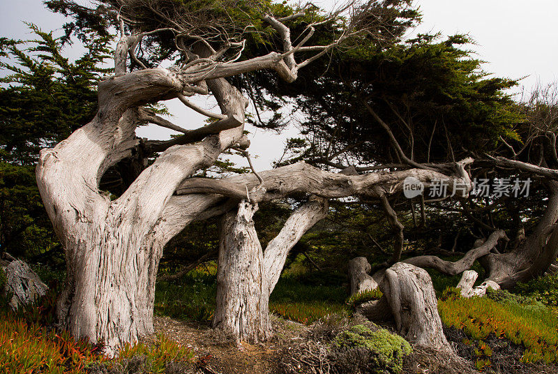 海风吹拂的树木在索诺玛县在海岸加利福尼亚