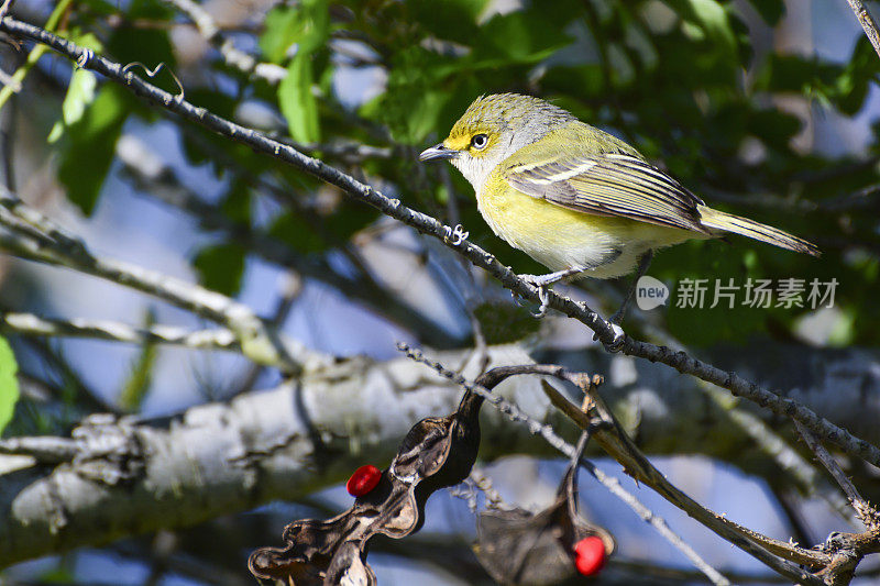 美丽的小黄白眼青花鸟