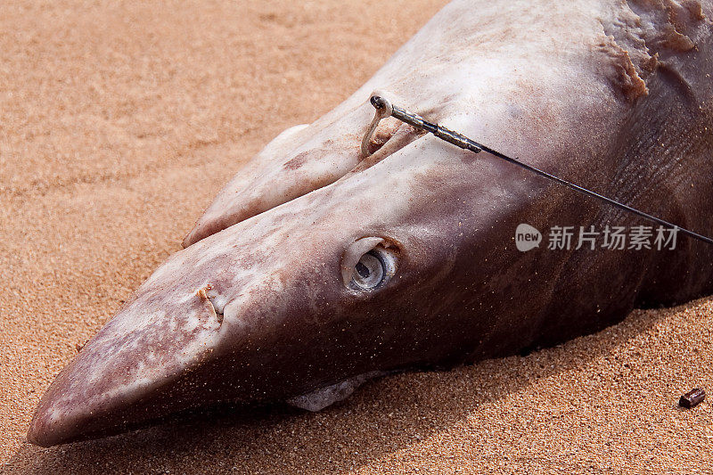 海滩上的死鲨鱼，嘴里叼着鱼钩