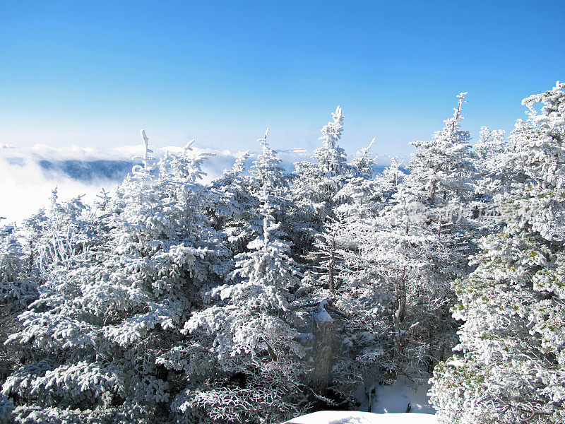 11月汉考克山上结霜的树