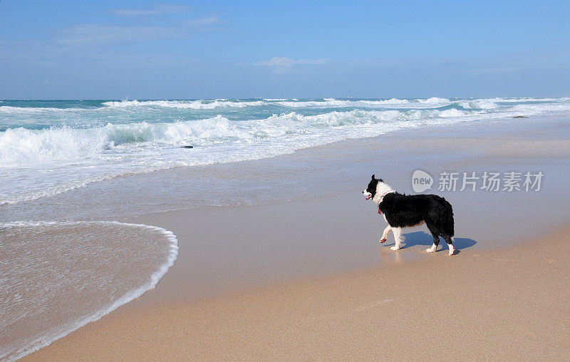 以色列地中海海滩上的边境牧羊犬