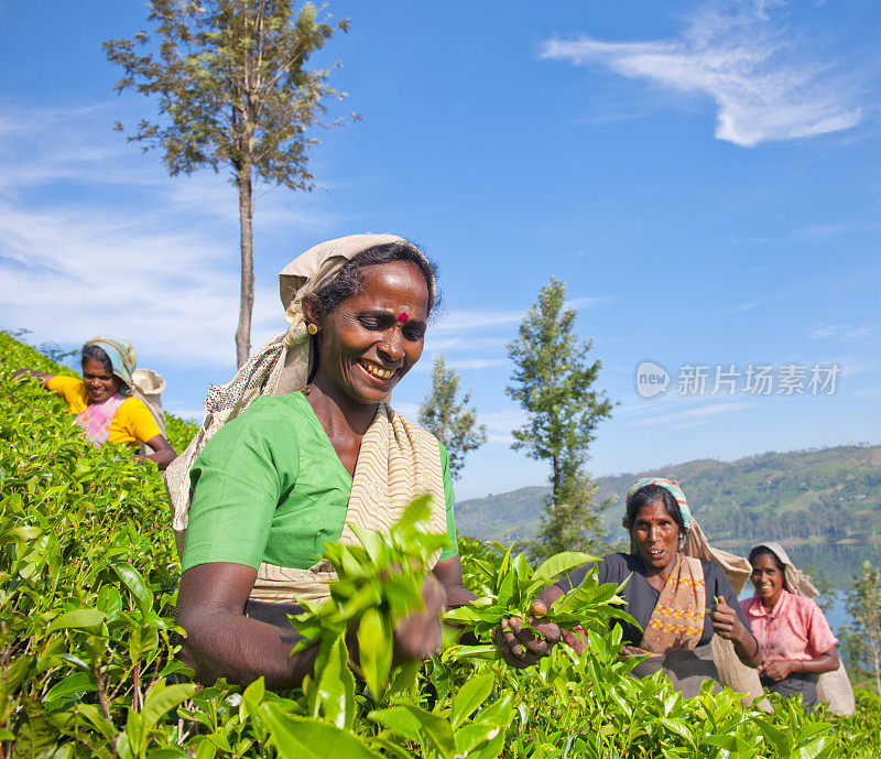 斯里兰卡采茶工人工作