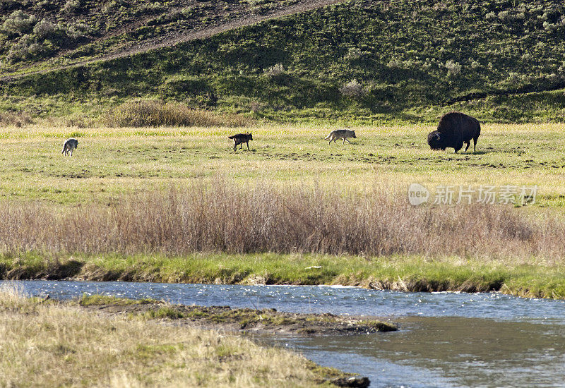 怀俄明州黄石国家公园拉马尔河上的野牛和灰狼