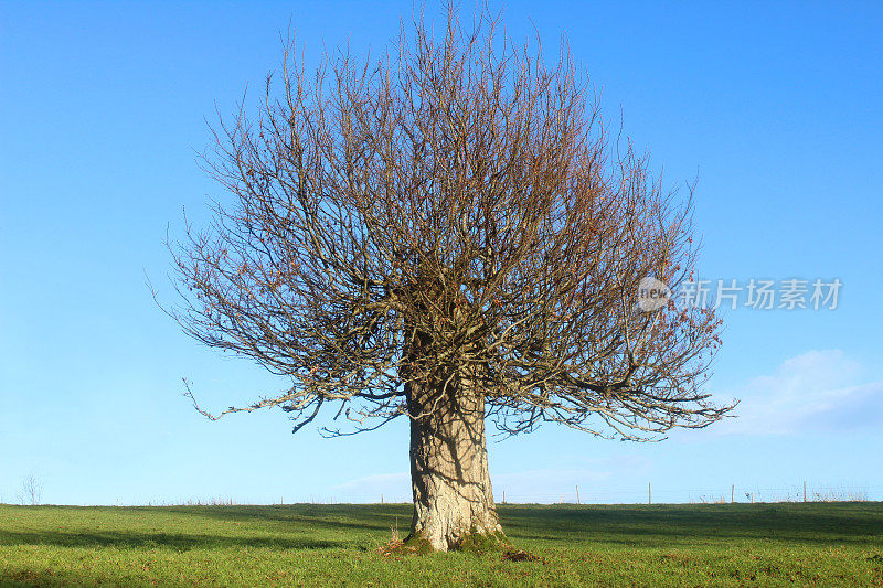 短木耳树(鹅耳枥属)，绿色原野，蓝天，冬季形象，无叶