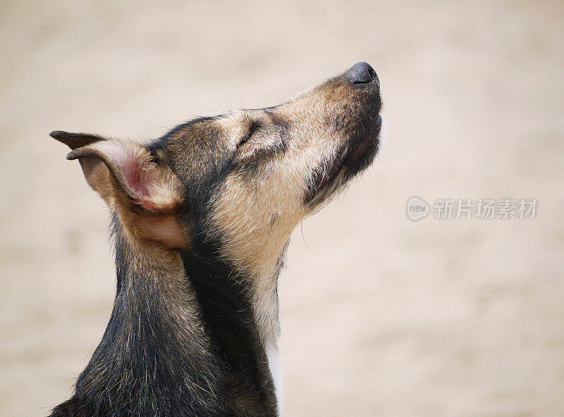 杂种狗的侧视图