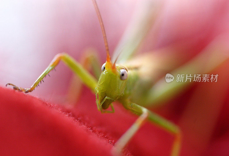 近距离的蚱蜢