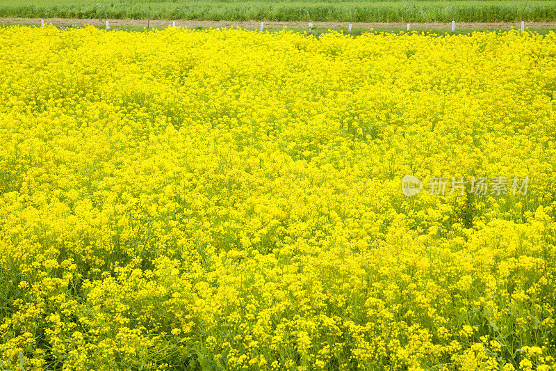 黄萝卜花田