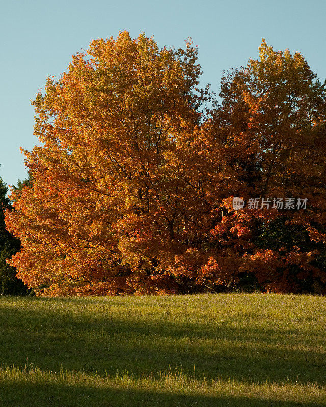 傍晚的秋色树