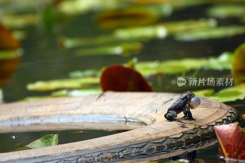 呼唤癞蛤蟆和轮胎